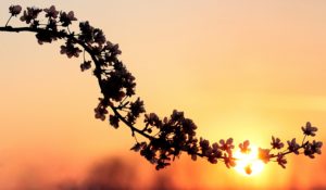 Sonnenuntergang-Blüten